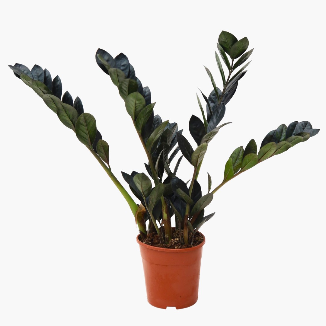 Siyah Zamia Çiçeği Zeze Zamioculcas Raven Zamiifolia Bitkim