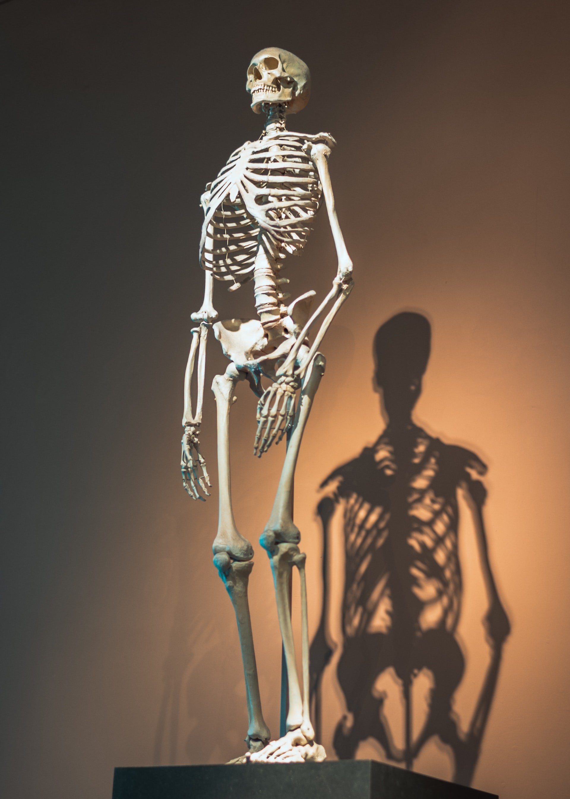 İnsan Vücudu Anatomisi ve Kasları için Bilinmesi Gerekenler
 cover