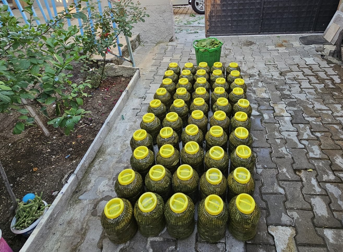 YENİ MAHSÜL TAZE SARMA YAPRAĞI