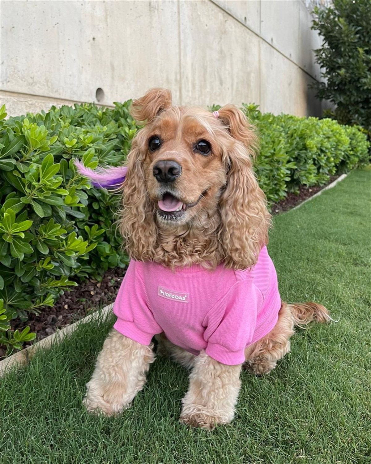 Kaşkorse Köpek Sweatshirtü Candy Şeker Pembe