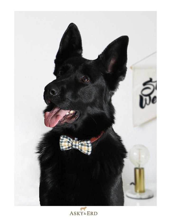 BOW TIE CALI
