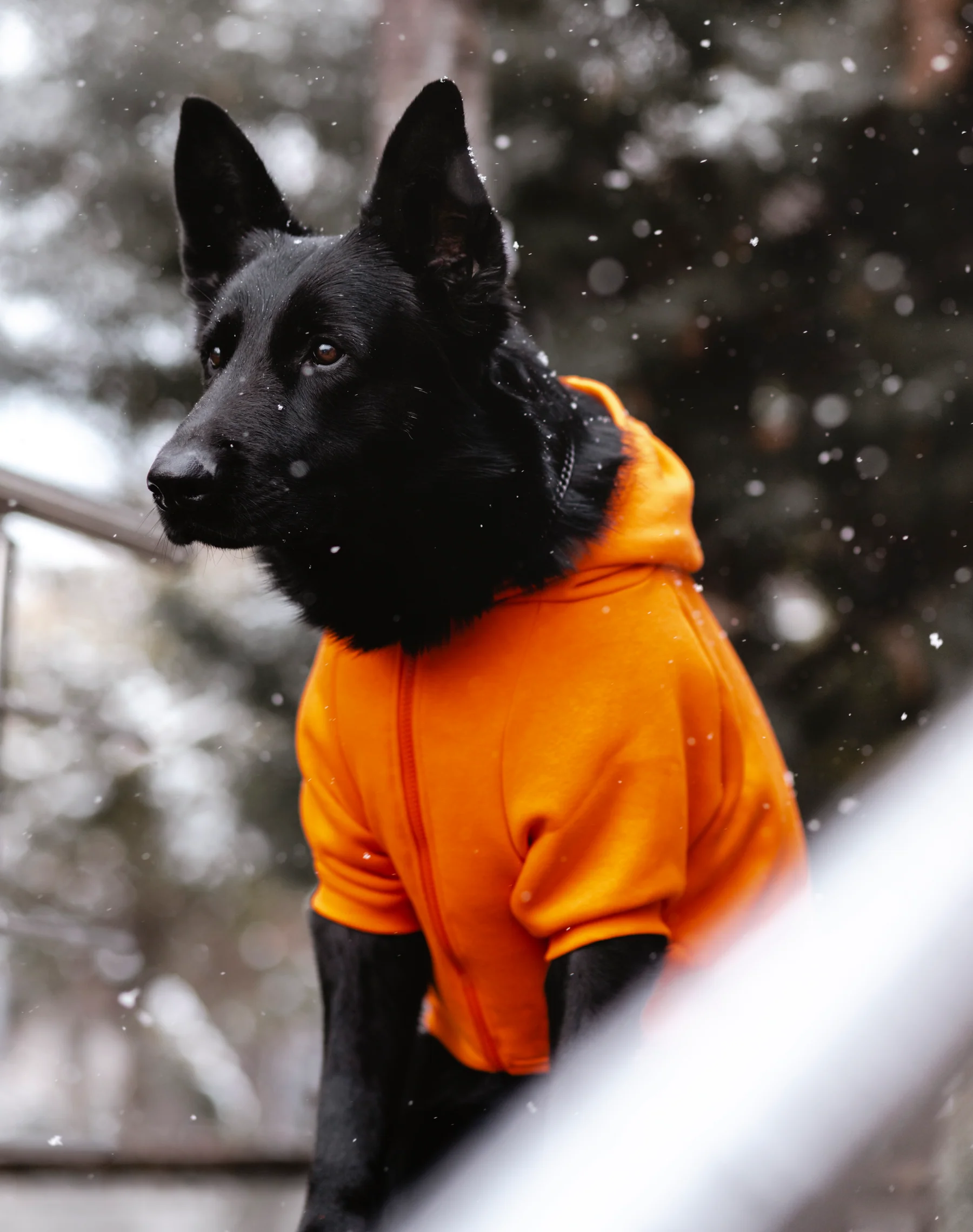 COZY HOODIE