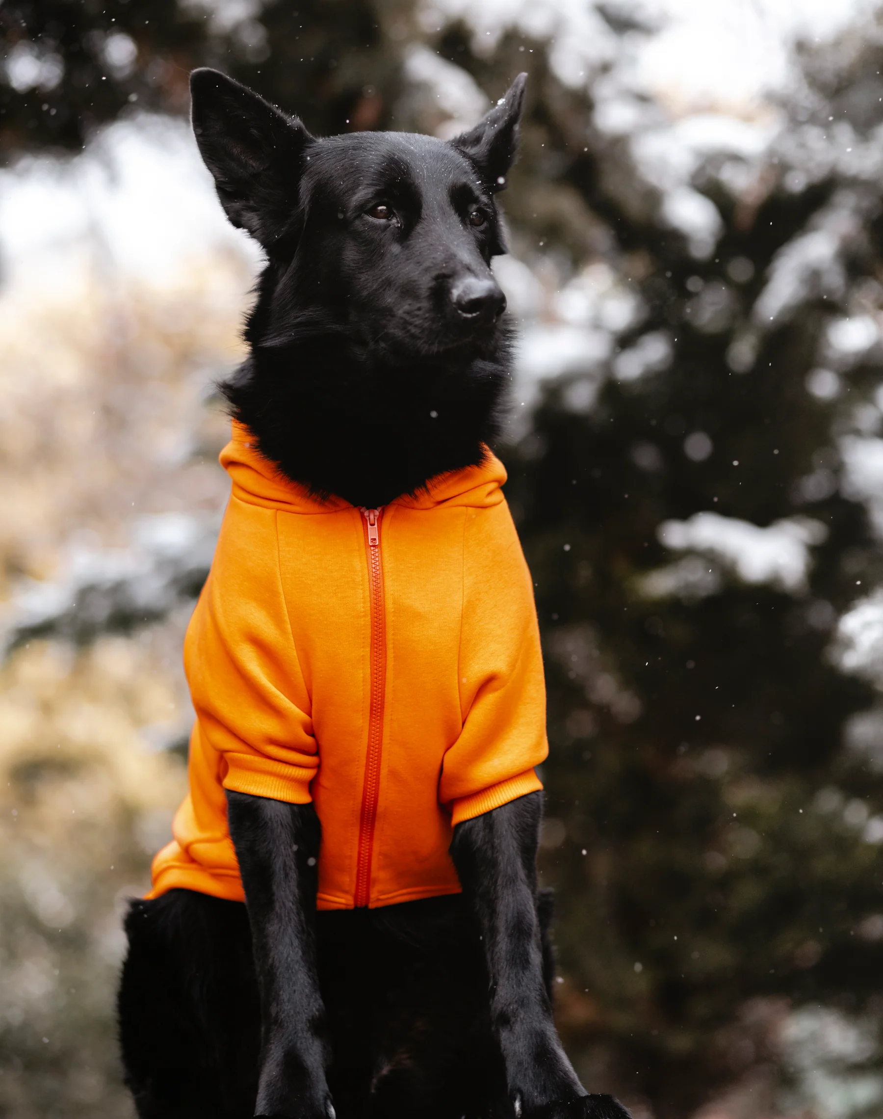 COZY HOODIE