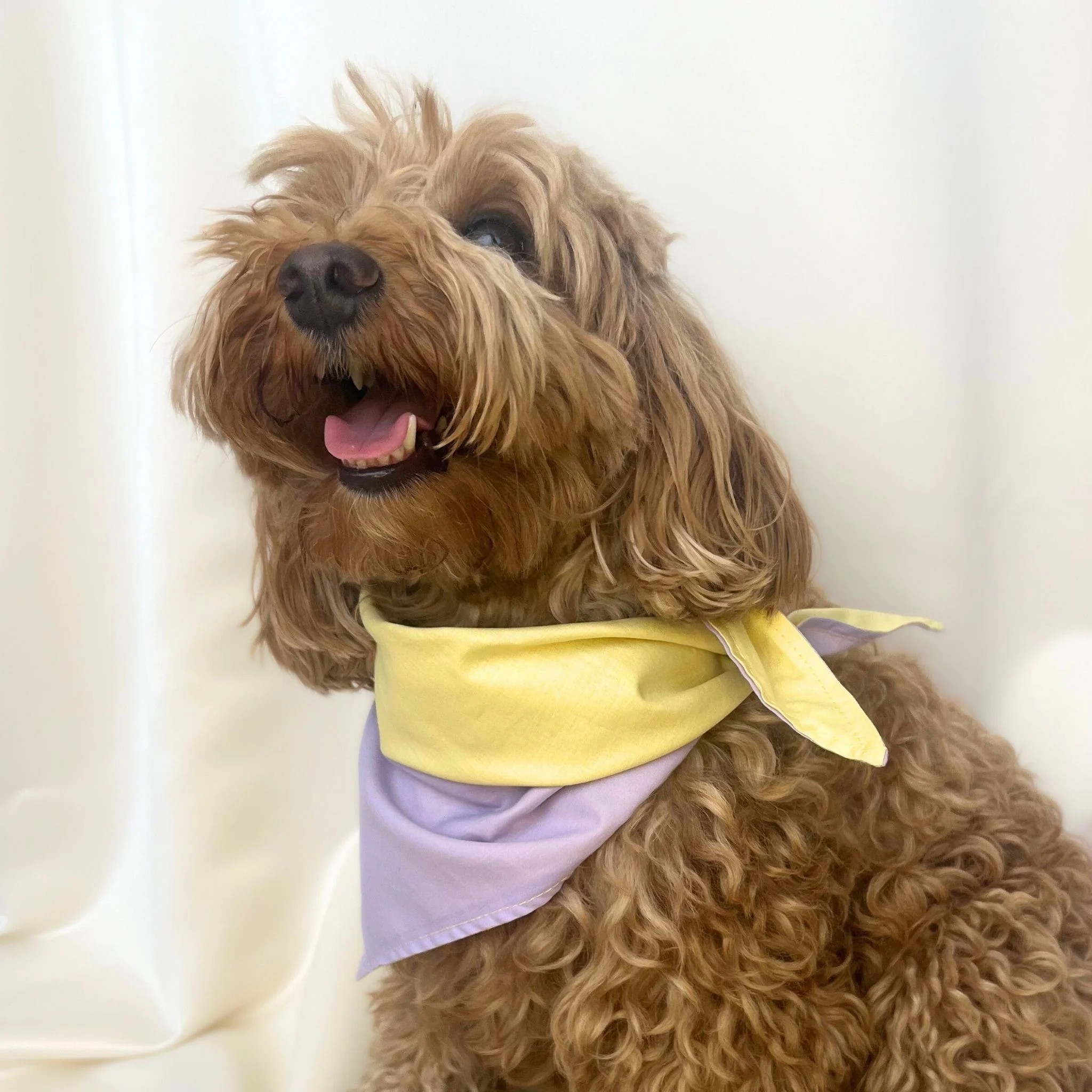 Modette Bloom Köpek Bandanası - Lila