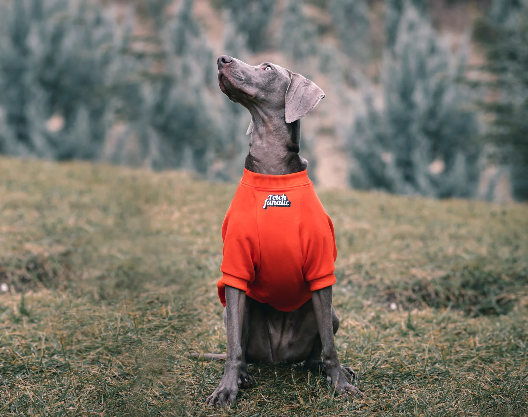 FETCH FANATIC SWEATSHIRT
