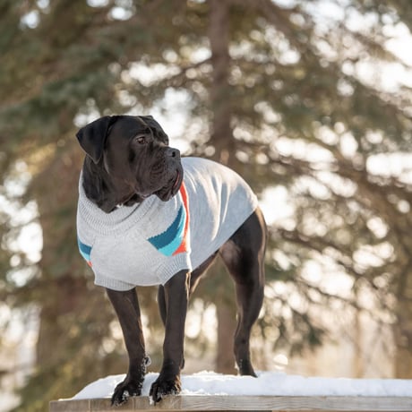 ALPINE KÖPEK SÜVETERİ GRİ