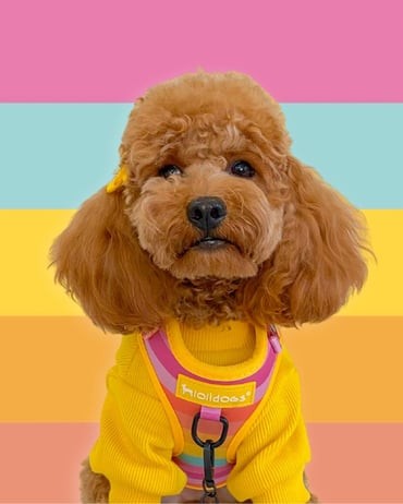 Rainbow Harness Set