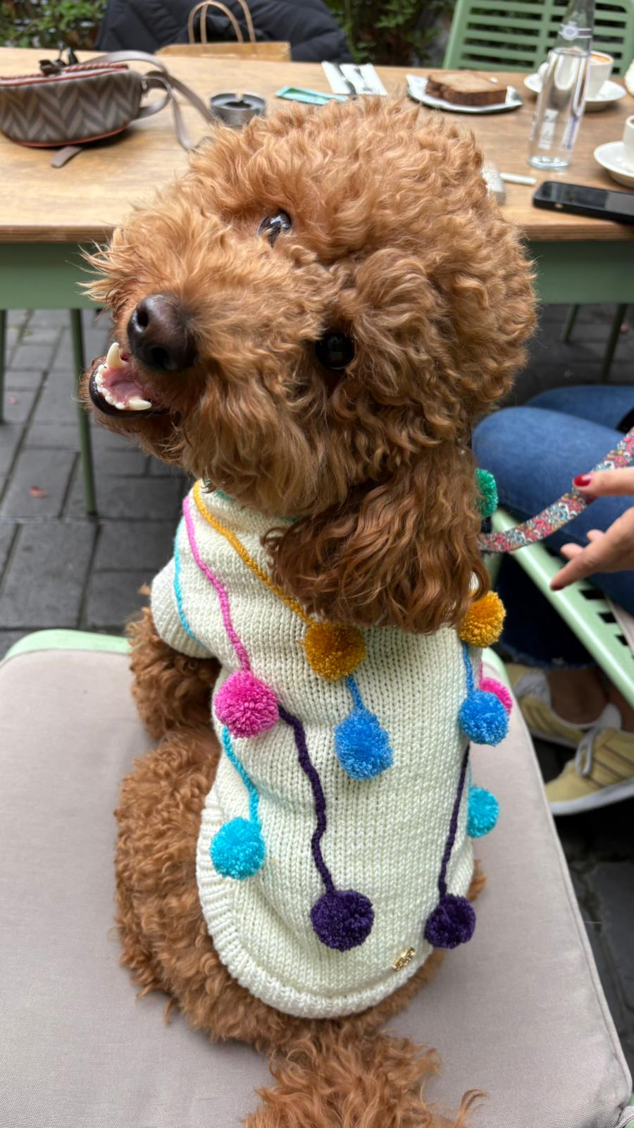 PONPONLU KÖPEK KAZAK