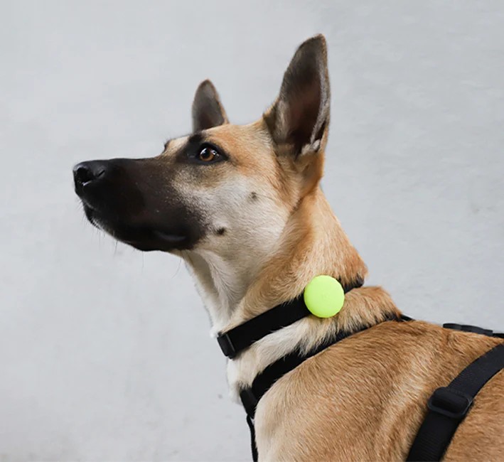 Zeedog Airtag Kılıf