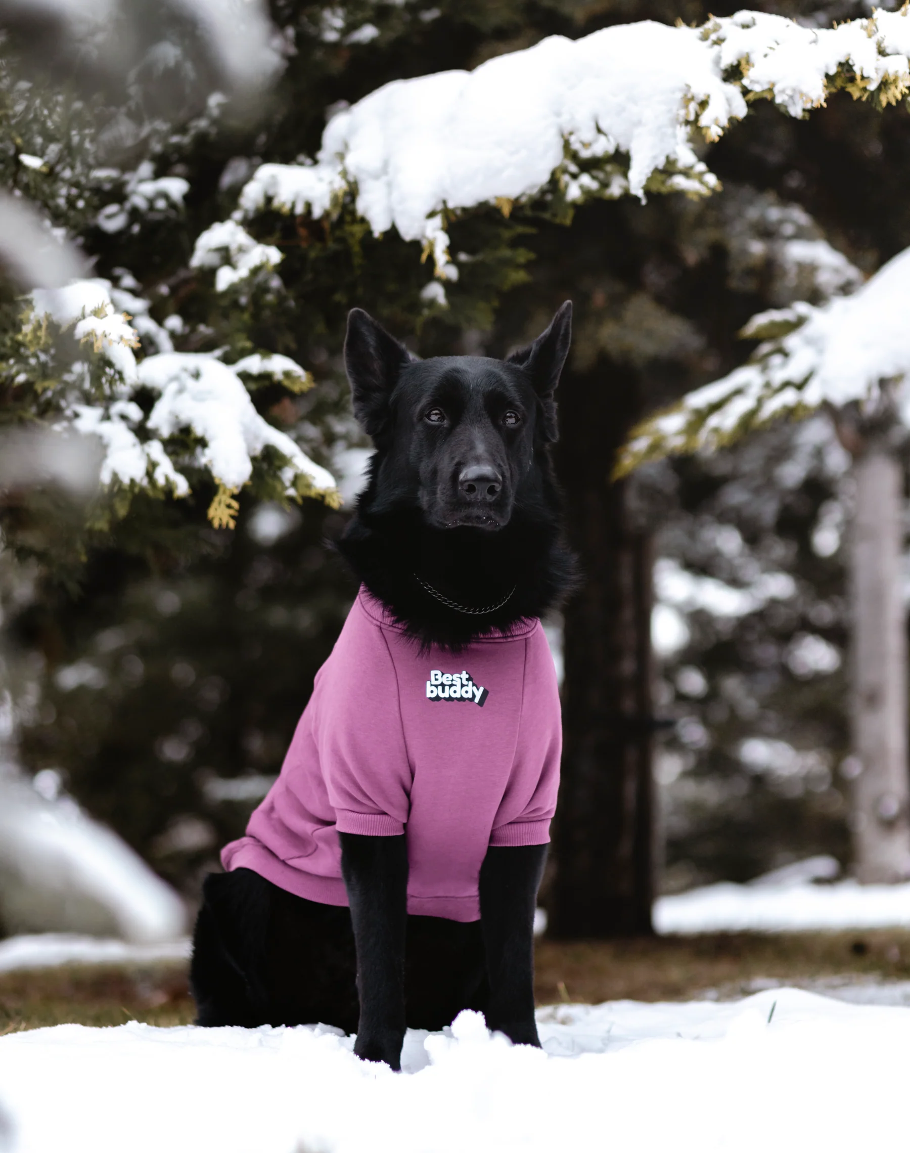 BEST BUDDY SWEATSHIRT