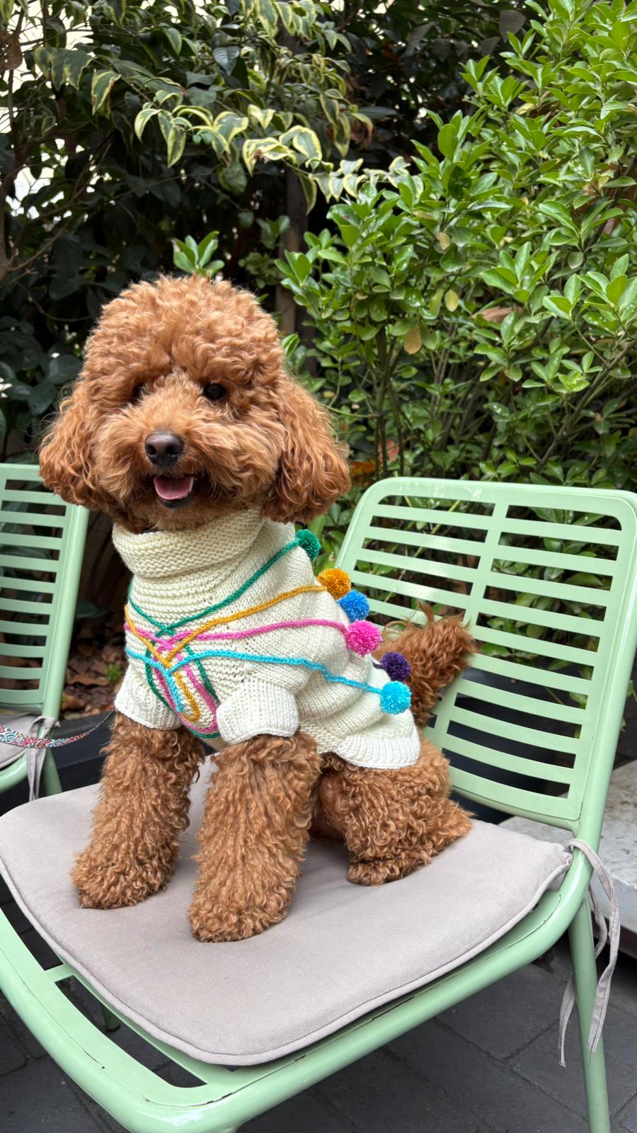 PONPONLU KÖPEK KAZAK