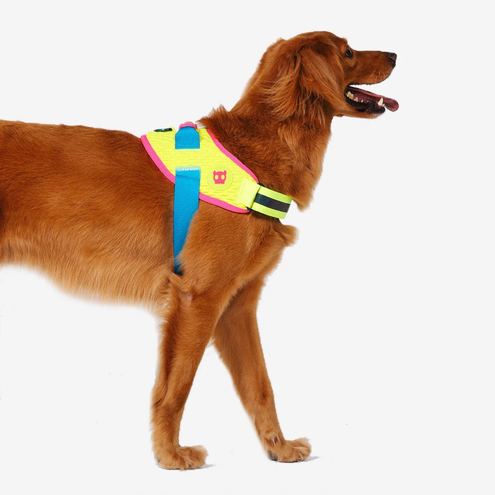 CMYK FlyHarness Göğüs Tasması