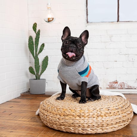 ALPINE KÖPEK SÜVETERİ GRİ