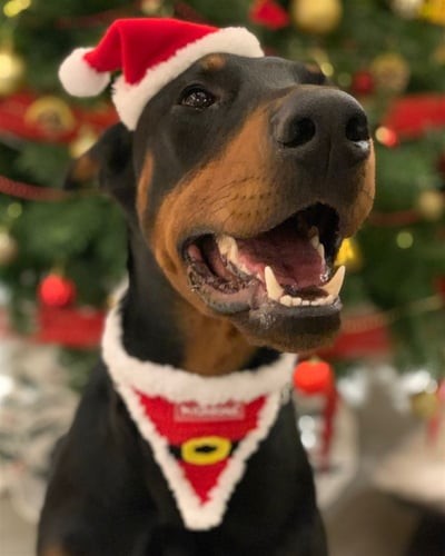 Köpek Yılbaşı Şapkası