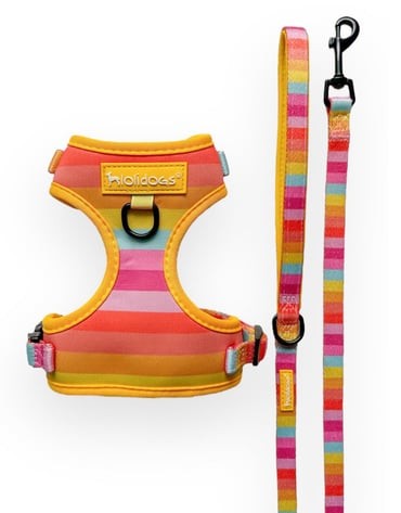 Rainbow Harness Set