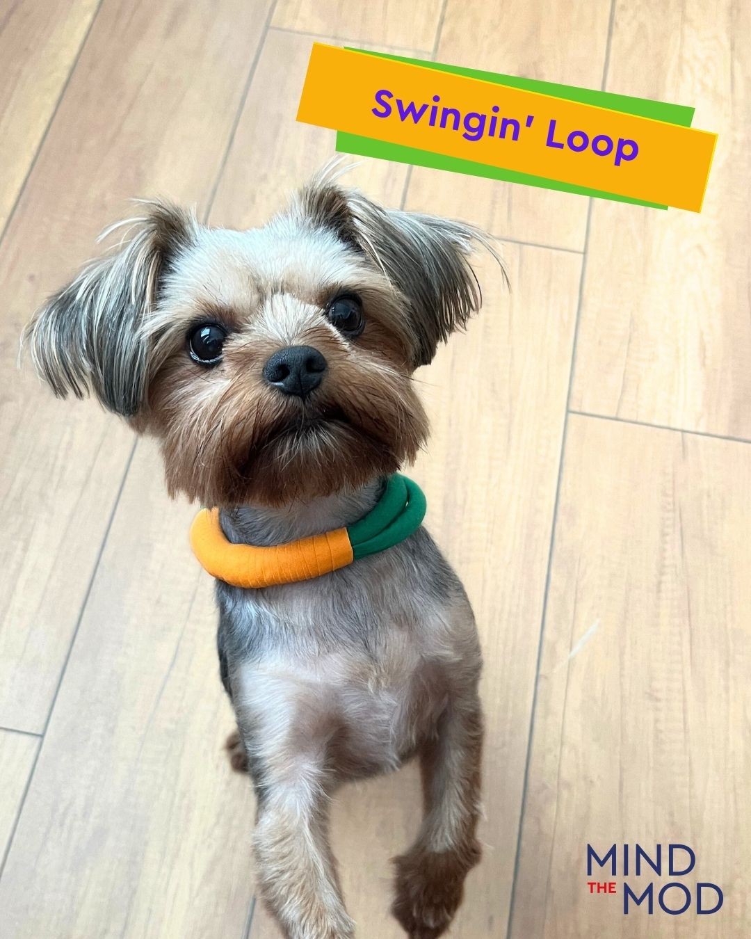 Swingin' Loop Köpek Kolyesi