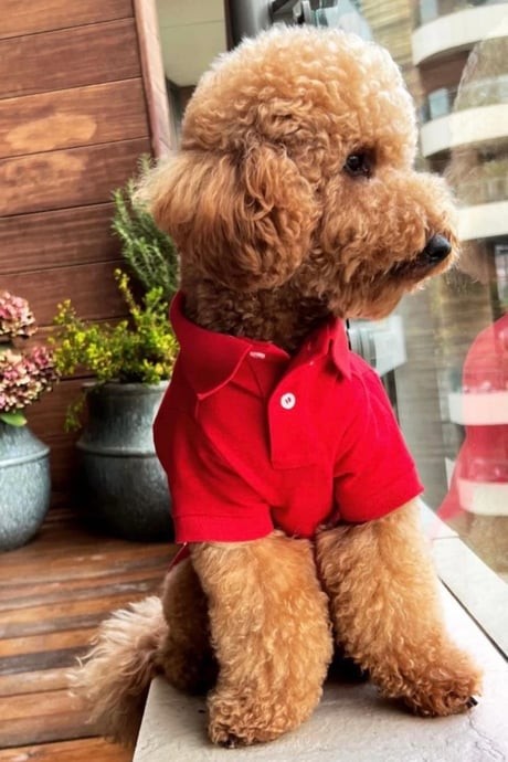 BCBC Polo Shirt Kırmızı
