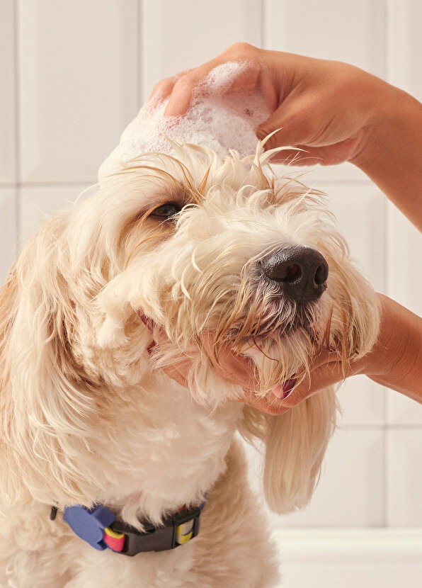 Tüy Dökülme Karşıtı Köpek Şampuanı