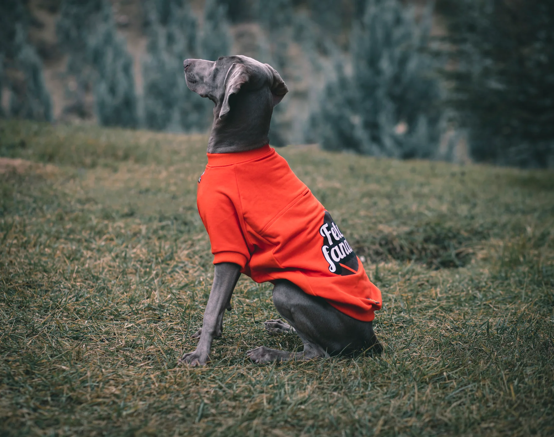 FETCH FANATIC SWEATSHIRT