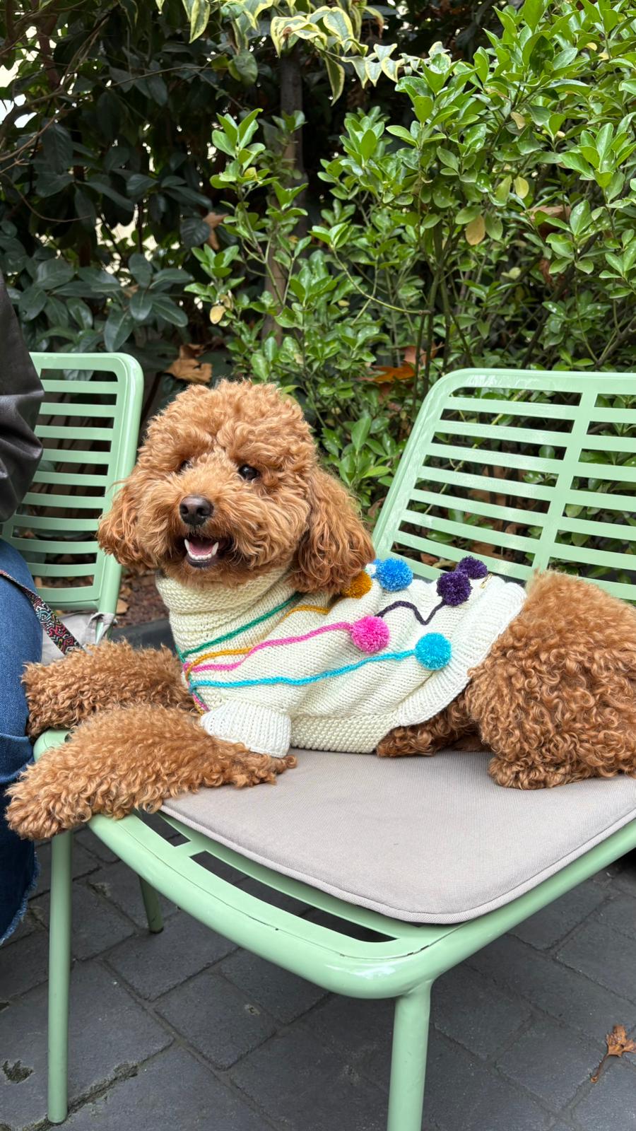 PONPONLU KÖPEK KAZAK