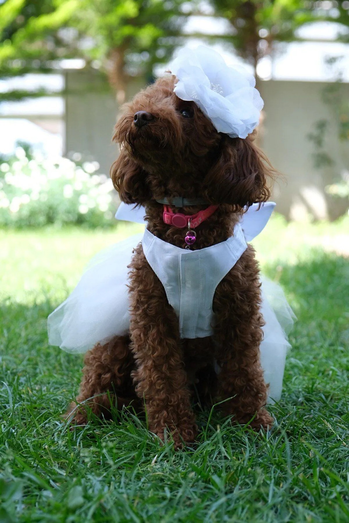 Köpek Gelinlik