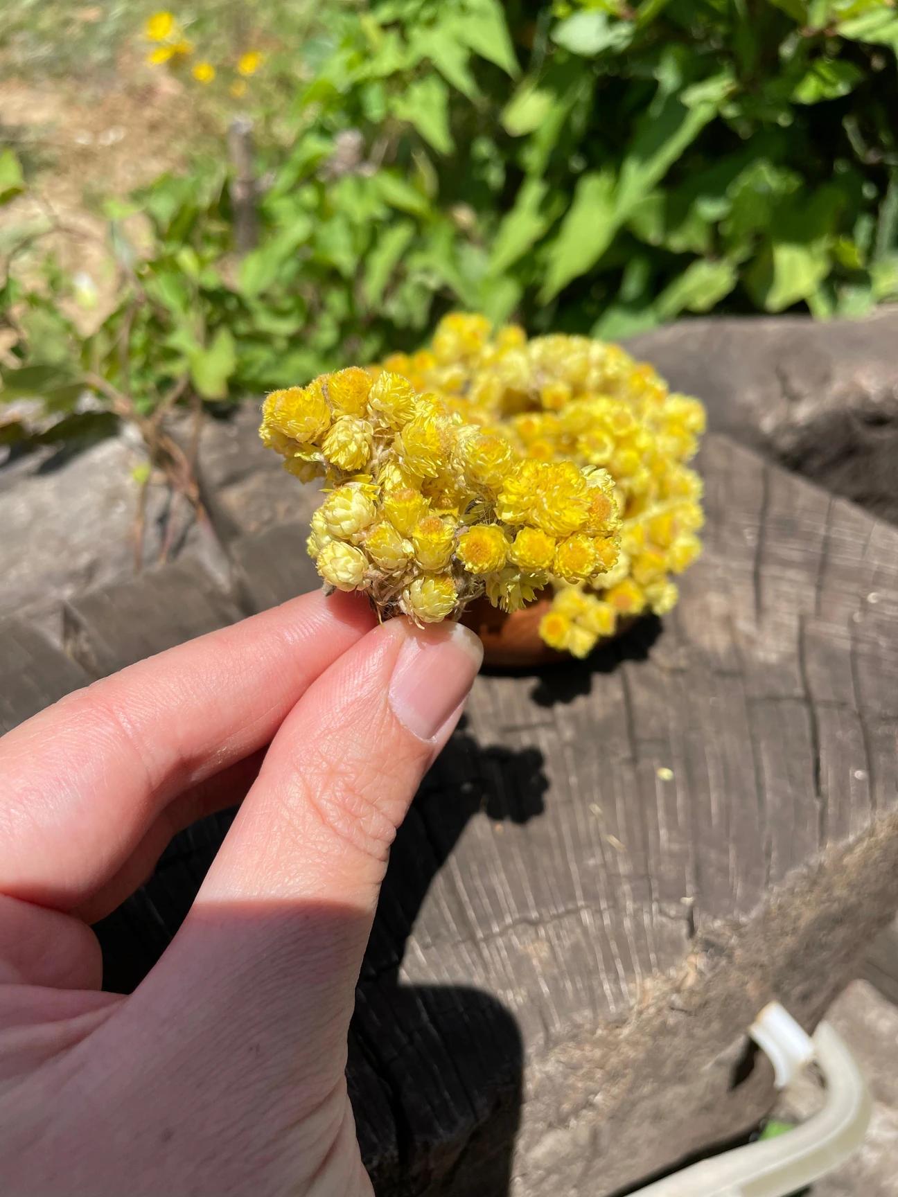 Altın otu Ölmez çiçek 50gr