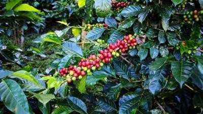 Honduras SHG - Espresso - Washed