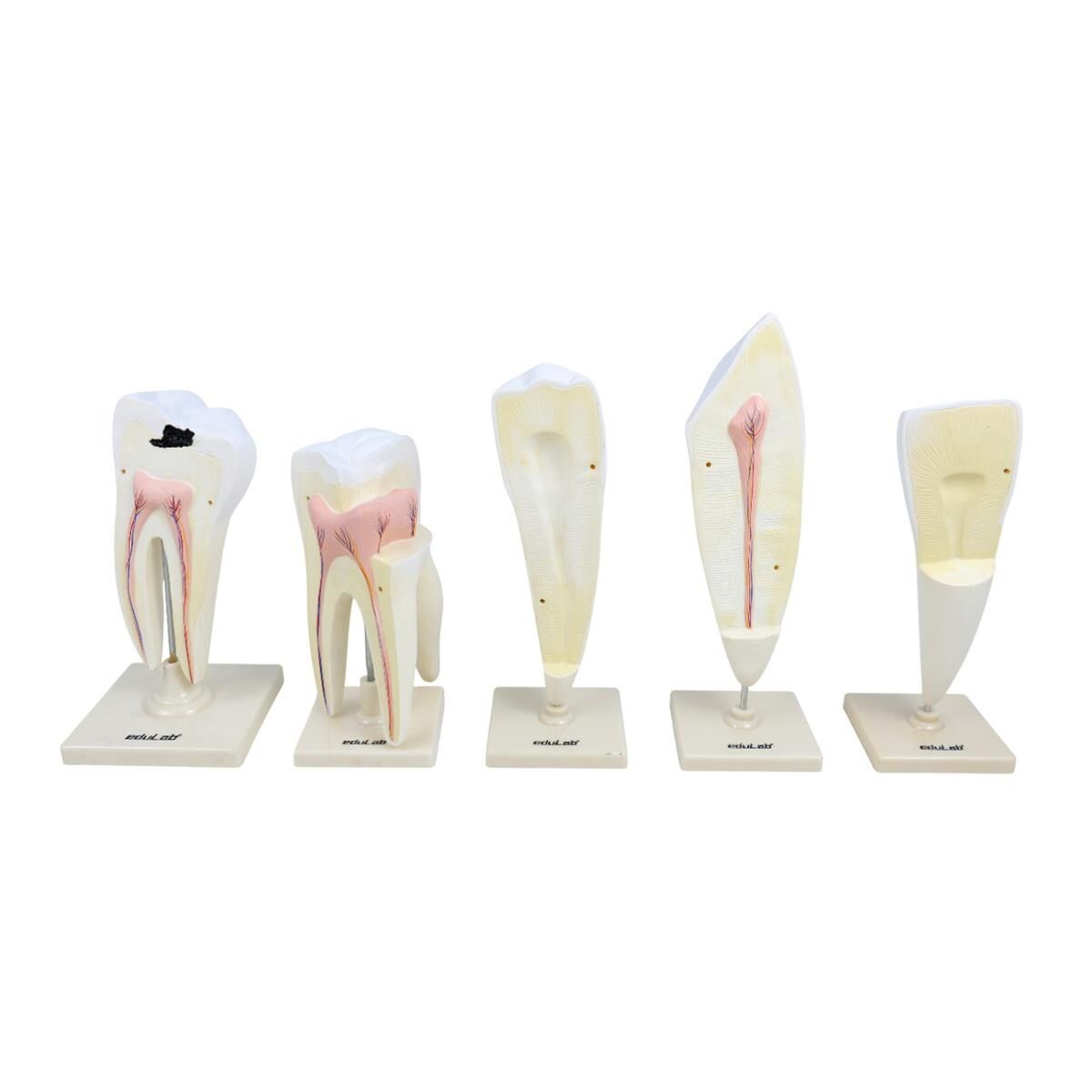 Diş Modelleri 5 li Set