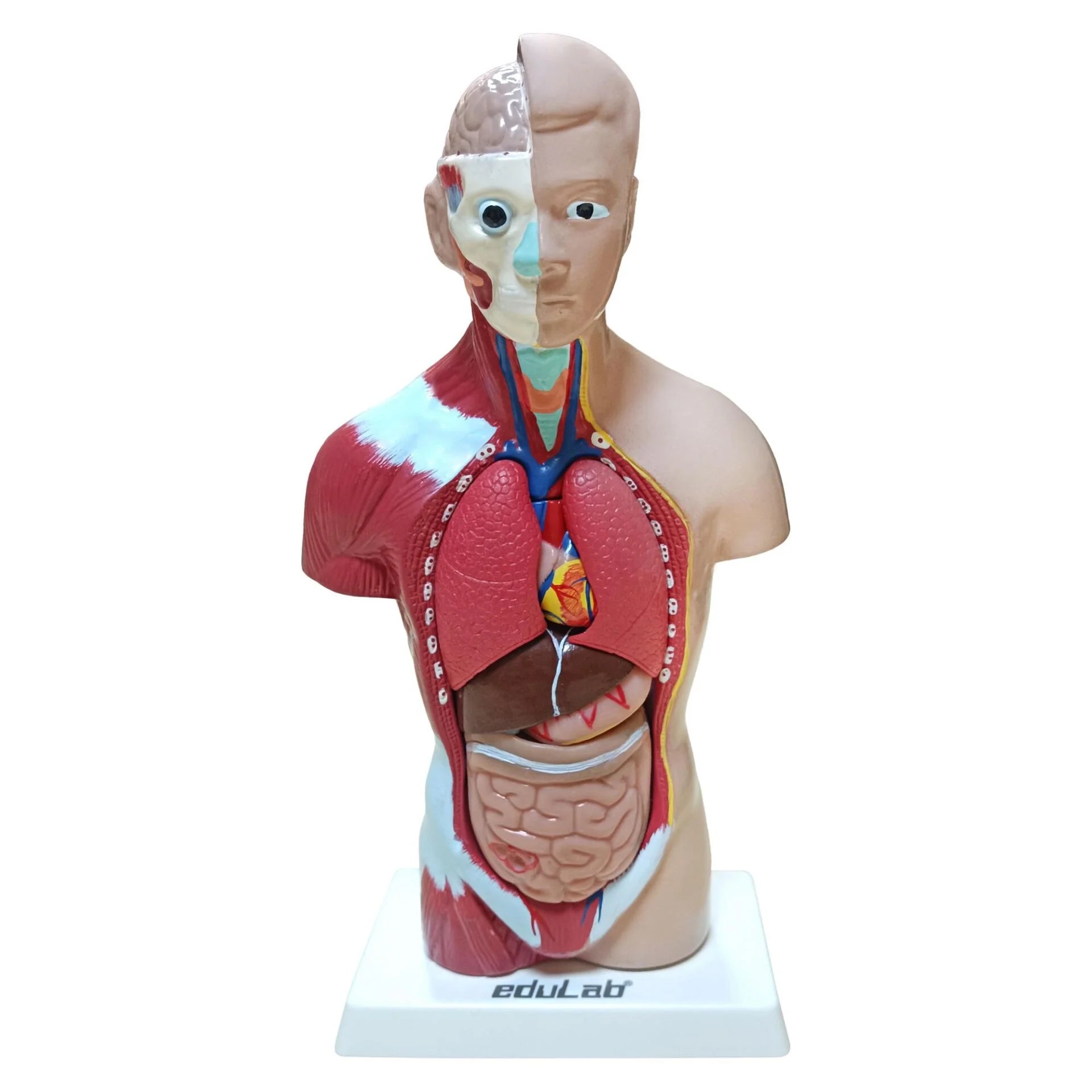 İnsan Vücudu Küçük Boy 27 cm 
