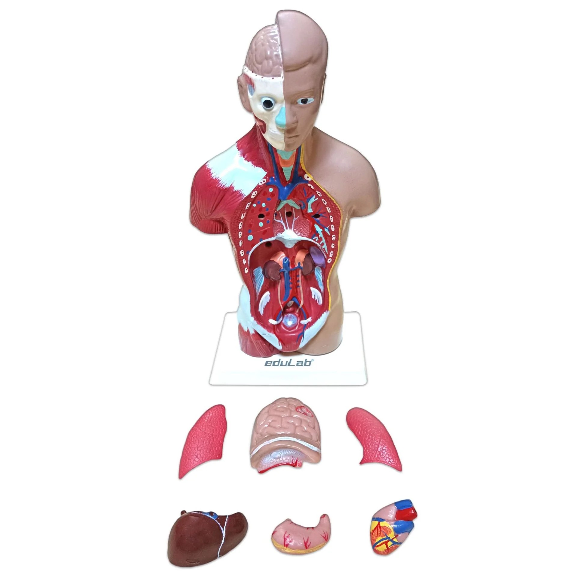 İnsan Vücudu Küçük Boy 27 cm 