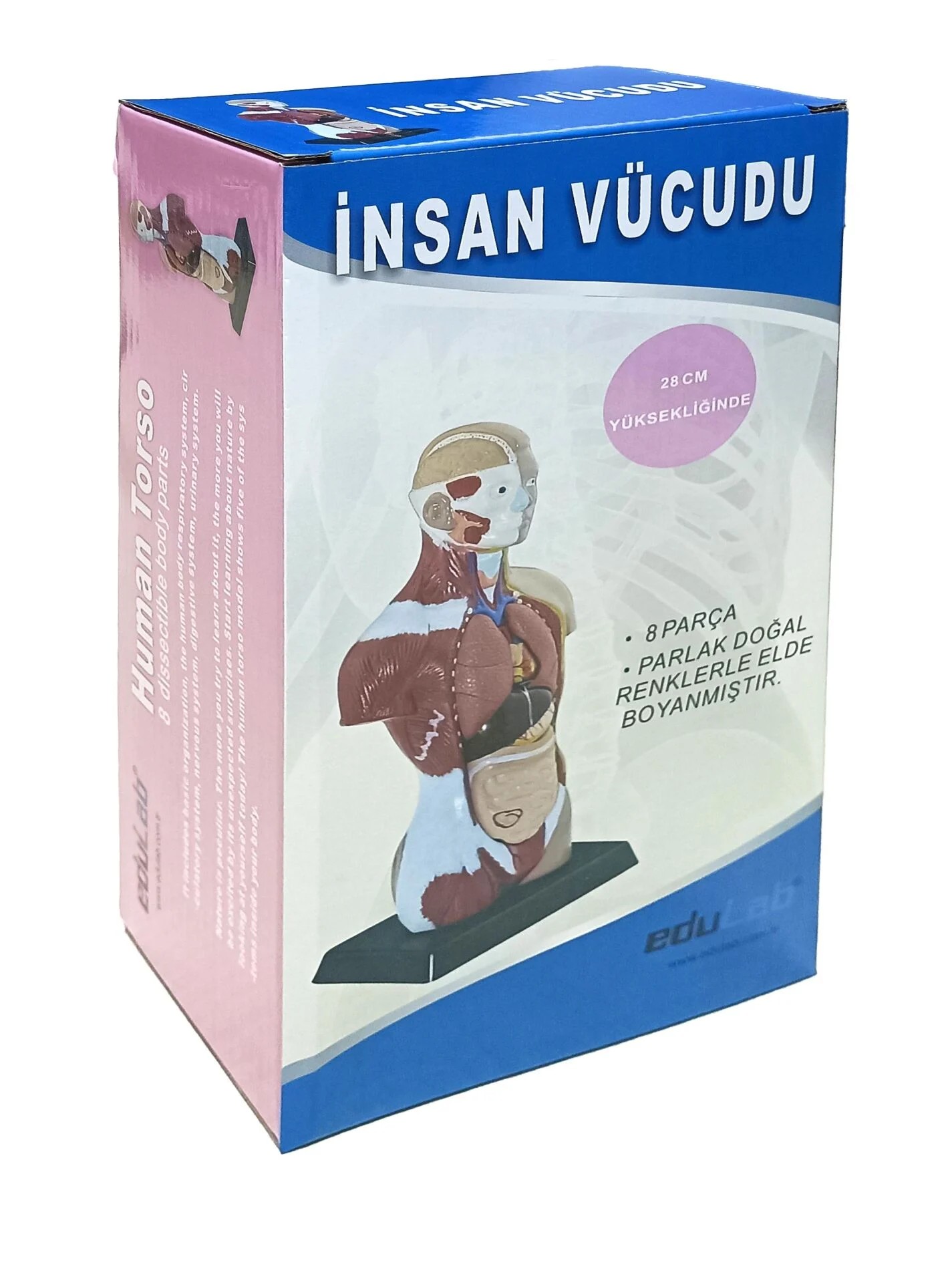 İnsan Vücudu Küçük Boy 27 cm 
