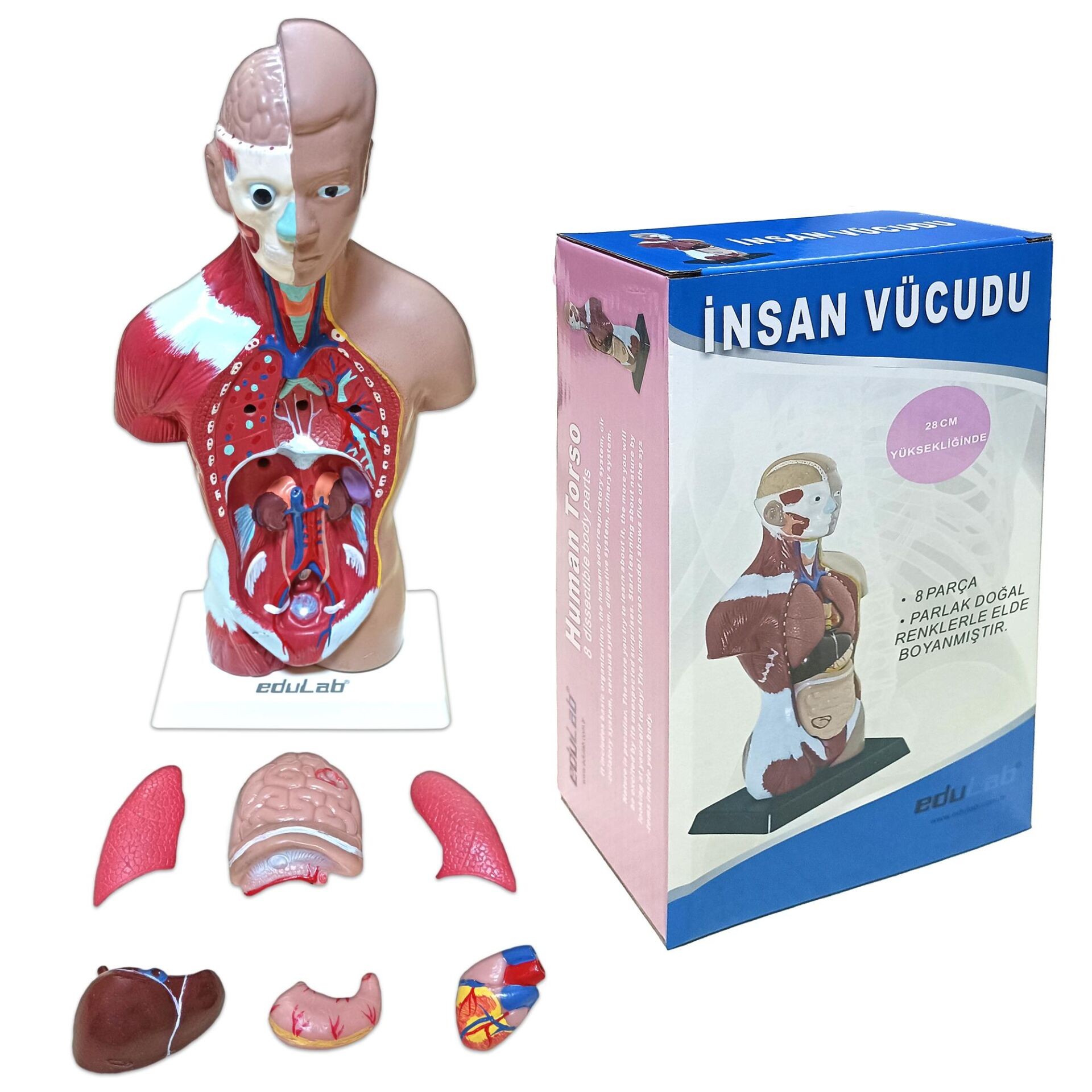 İnsan Vücudu Küçük Boy 27 cm 