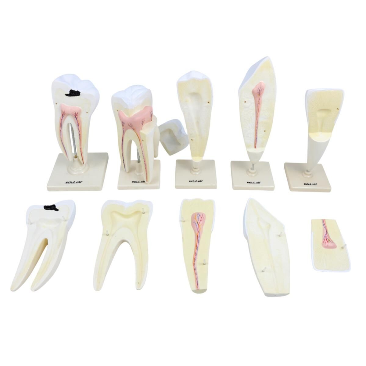 Diş Modelleri 5 li Set