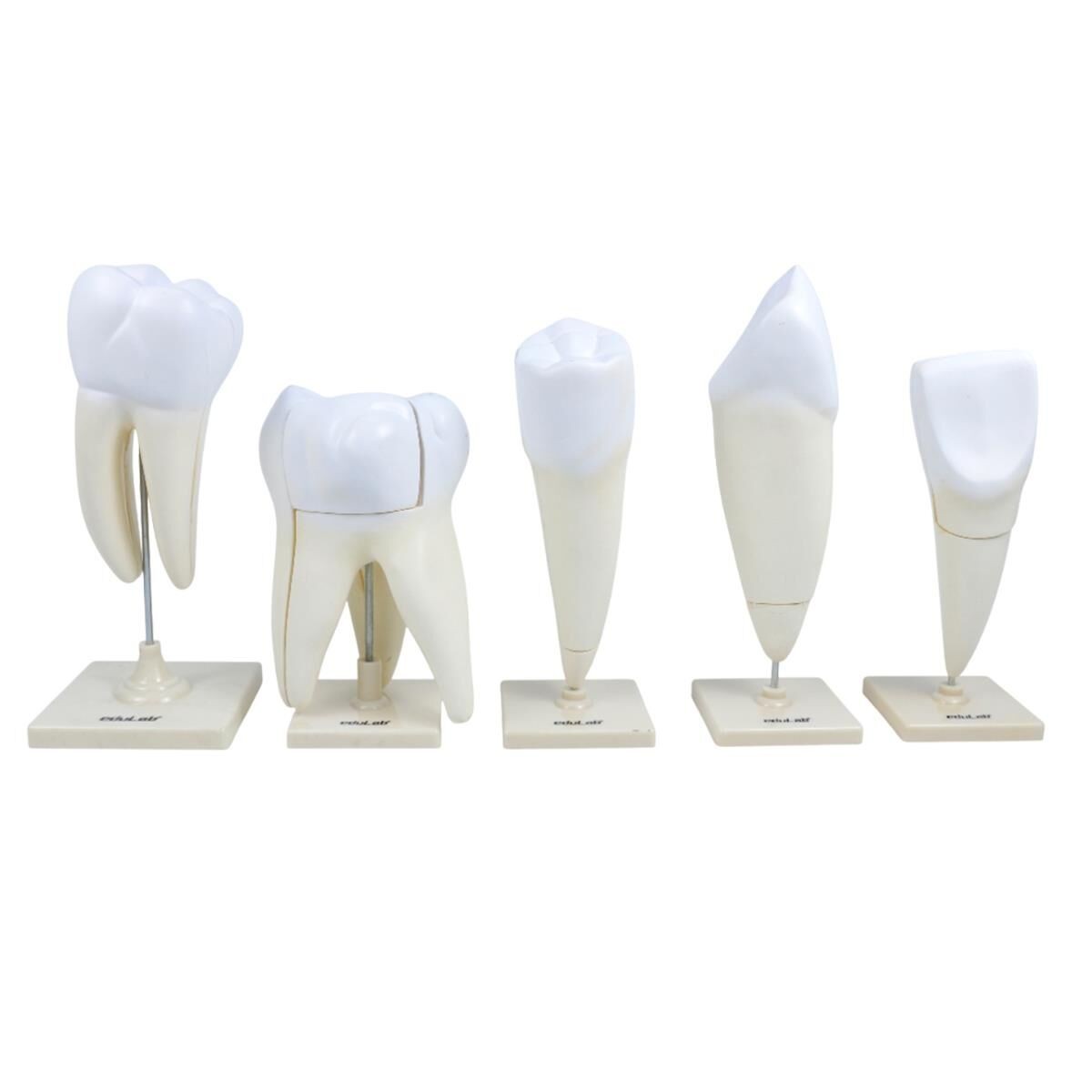 Diş Modelleri 5 li Set