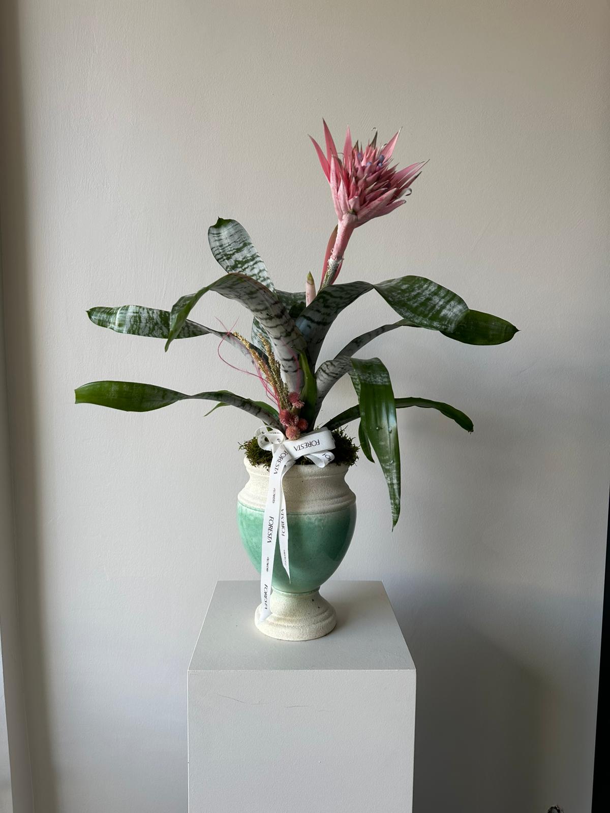 Aechmea Çiçeği Bitkisi