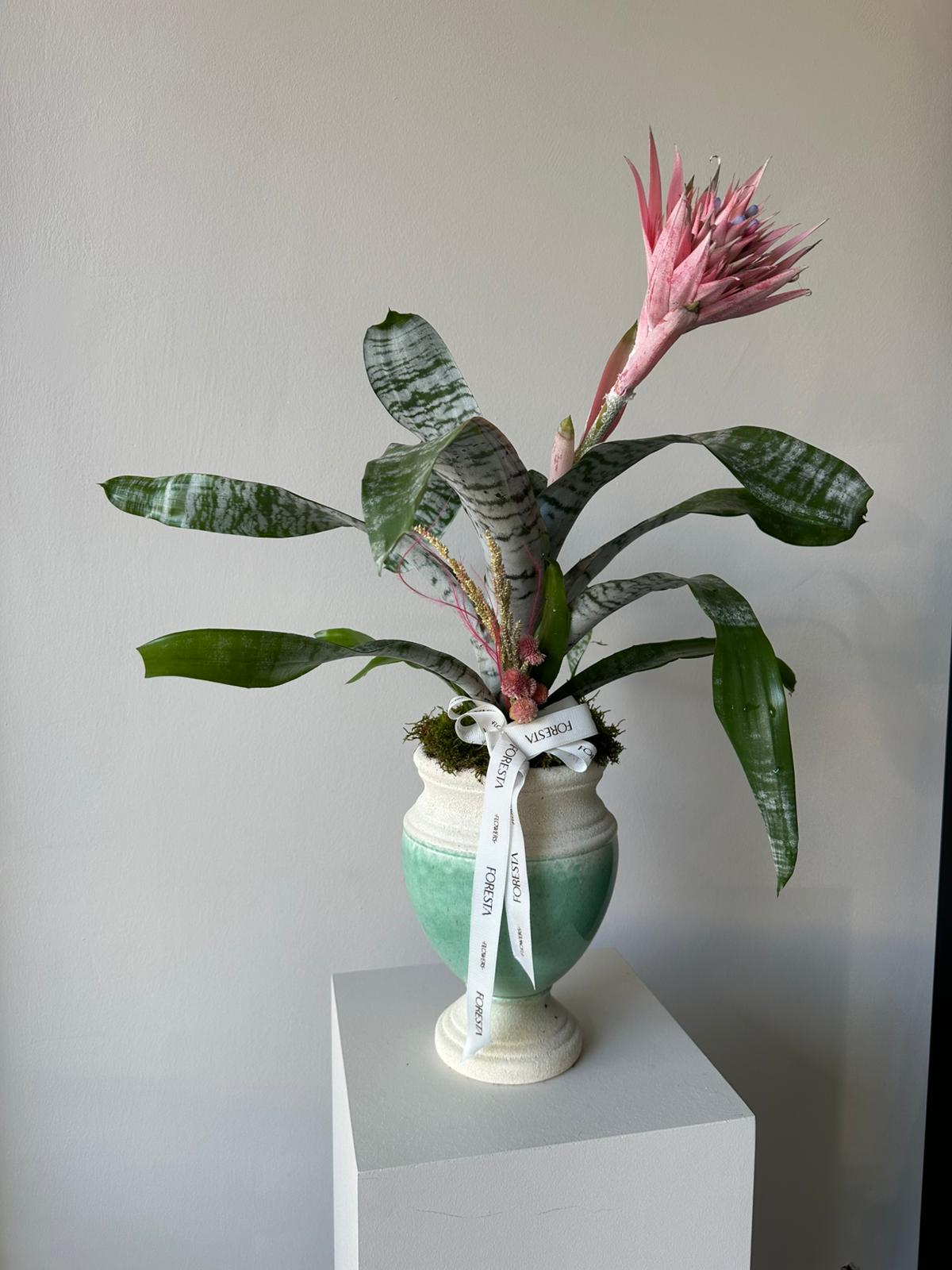 Aechmea Çiçeği Bitkisi