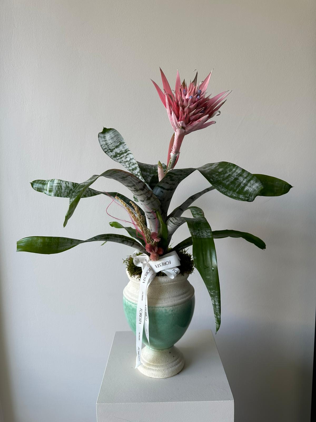 Aechmea Çiçeği Bitkisi