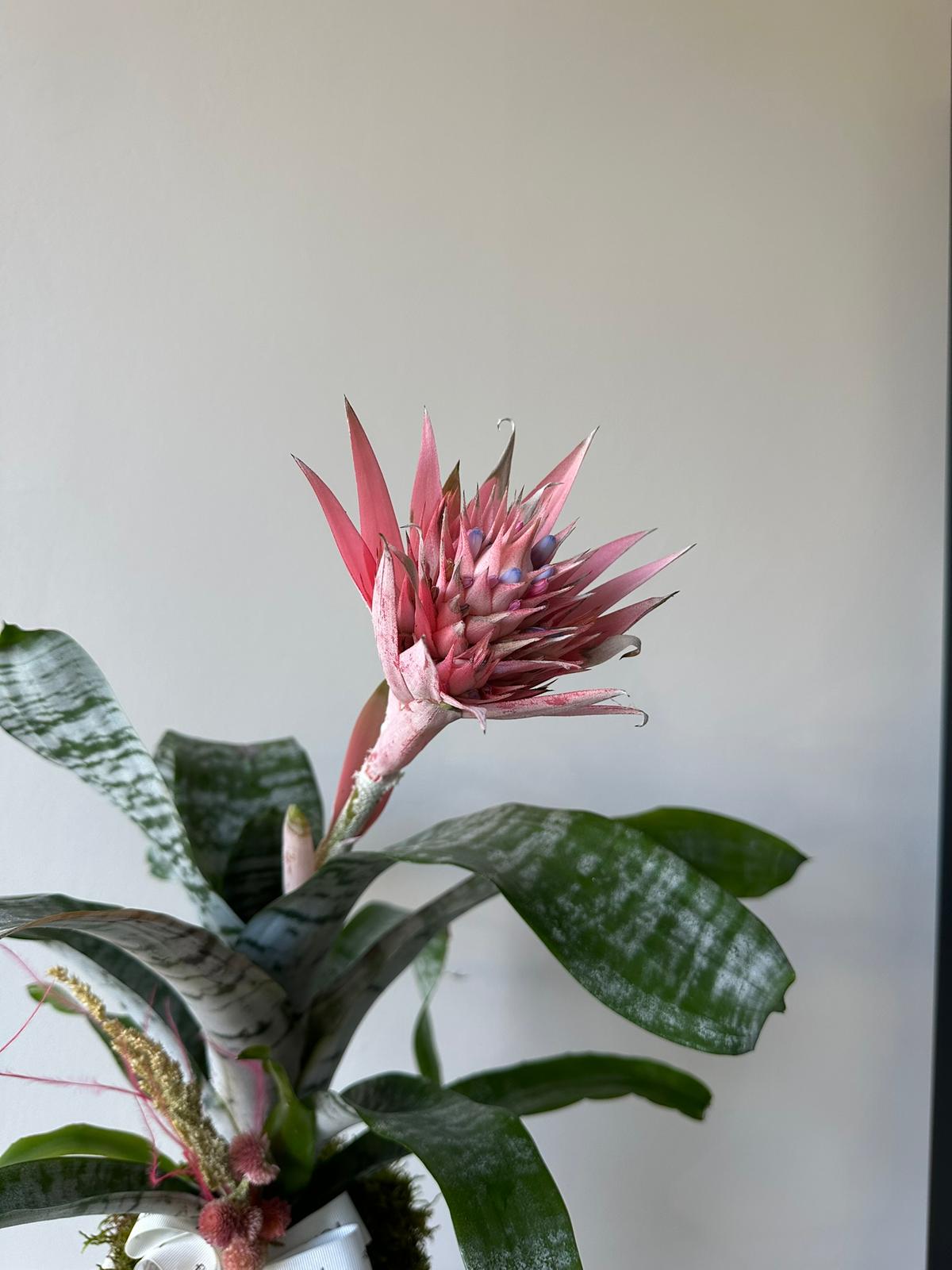 Aechmea Çiçeği Bitkisi