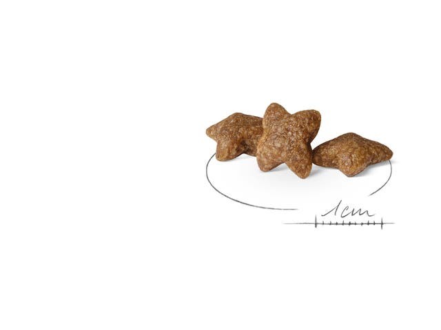 Royal Canin Mini Adult Küçük Irk Köpek Maması