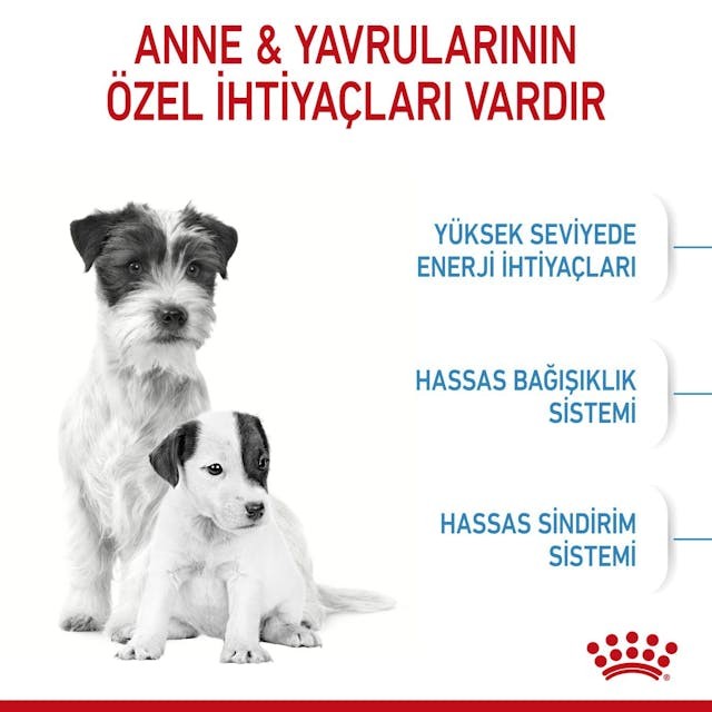 Royal Canin Mini Starter Küçük Irk Köpek Maması 4 Kg
