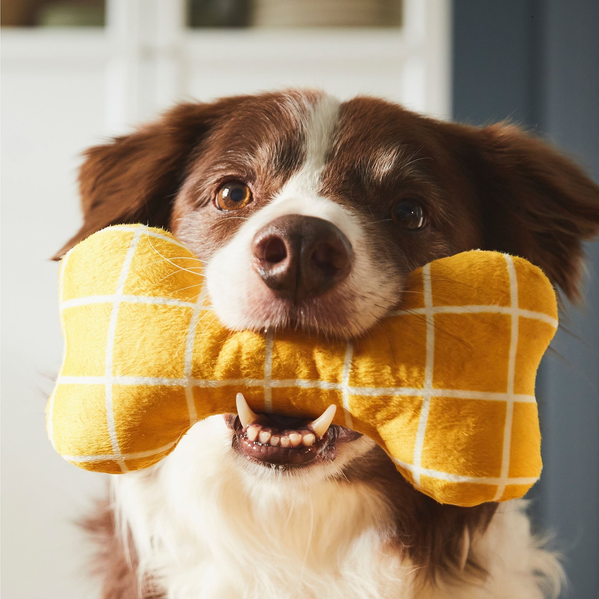 Köpek için yumuşak oyuncak, sarı