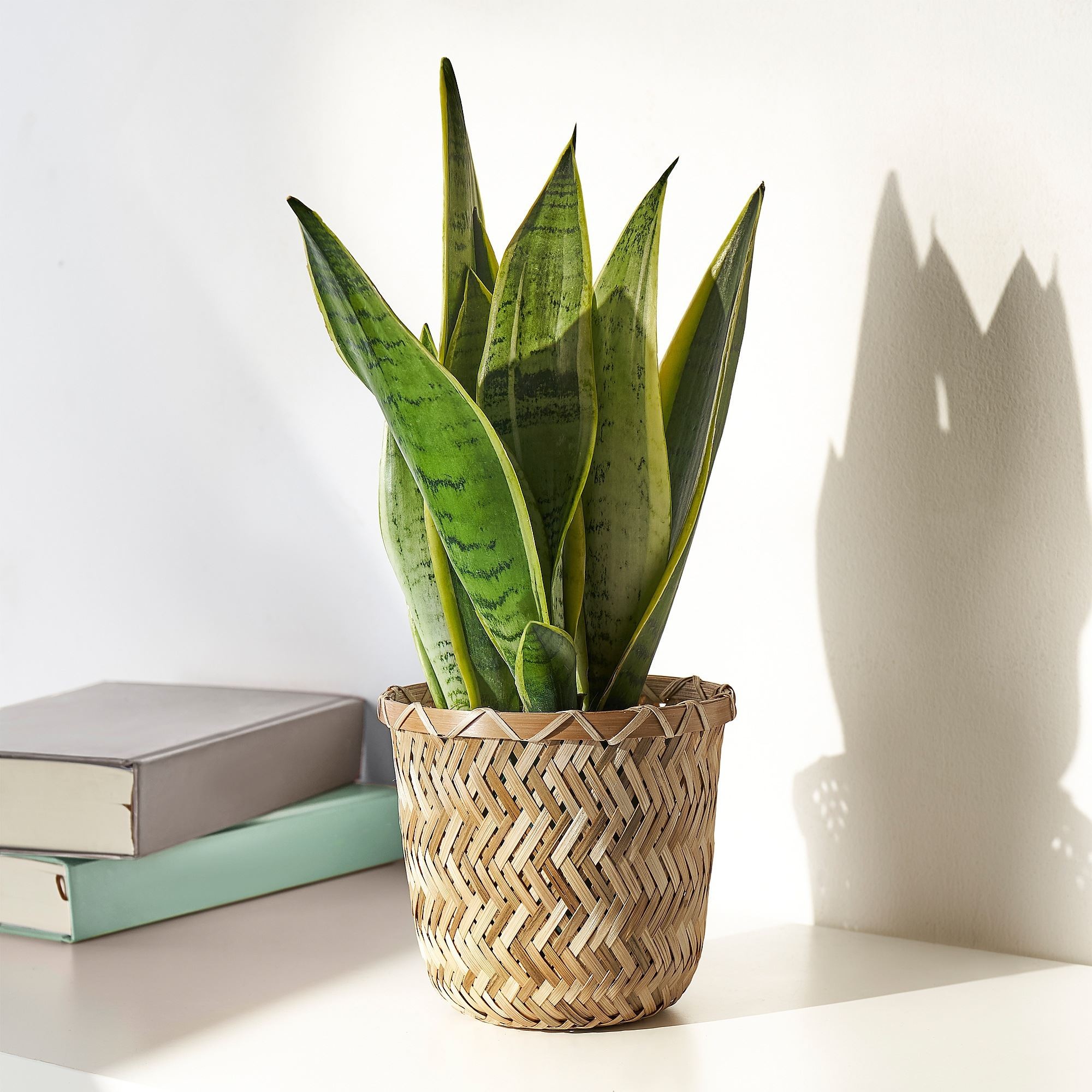 Bambu saksı, bambu, 12 cm