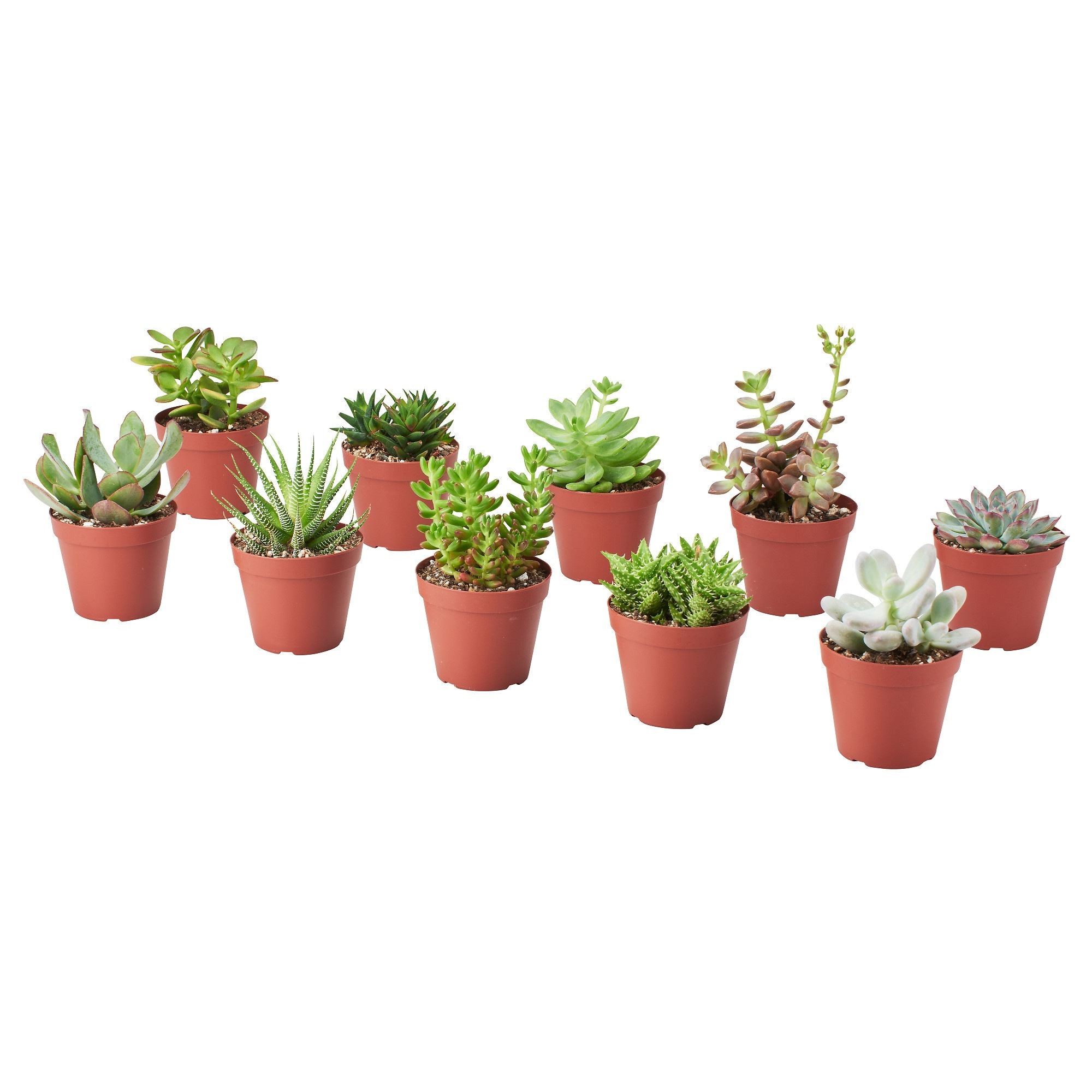 Canlı bitki, yeşil, 9 cm, farklı türler