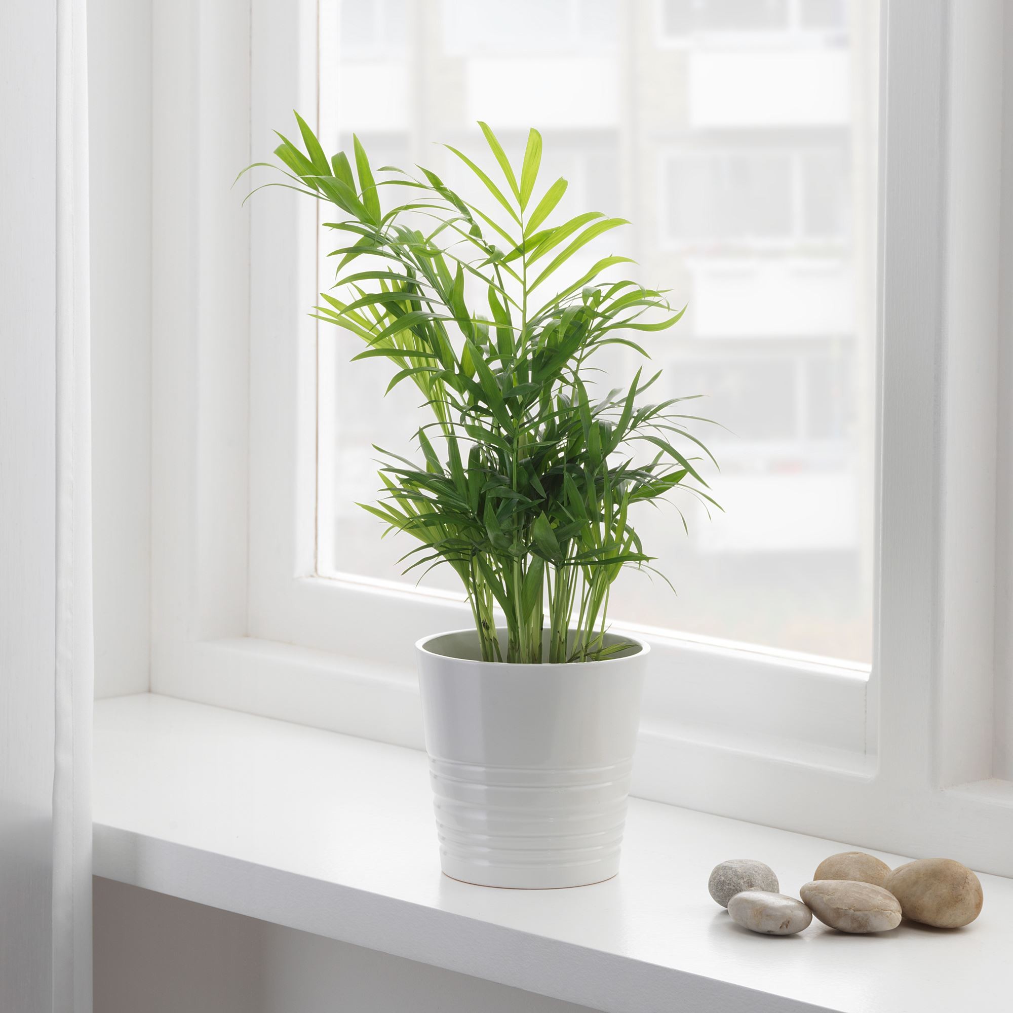 Canlı bitki, yeşil, 9 cm, salon palmiyesi