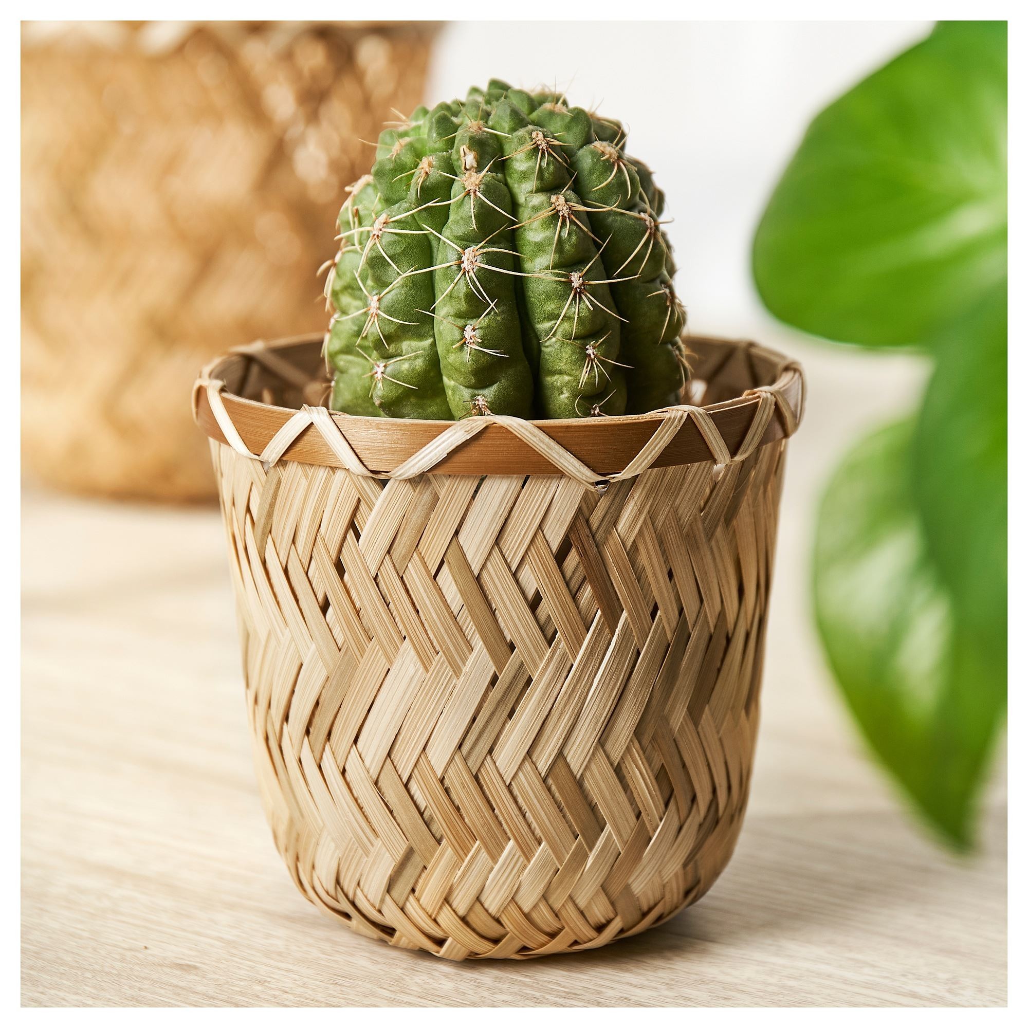 Bambu saksı, bambu, 9 cm