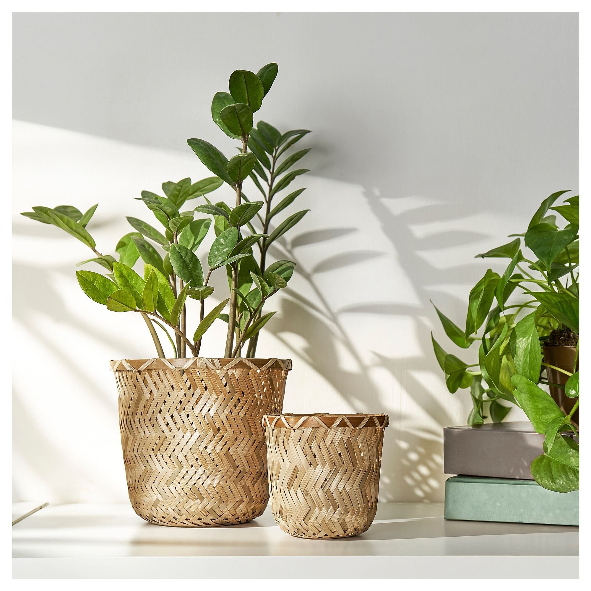Bambu saksı, bambu, 9 cm