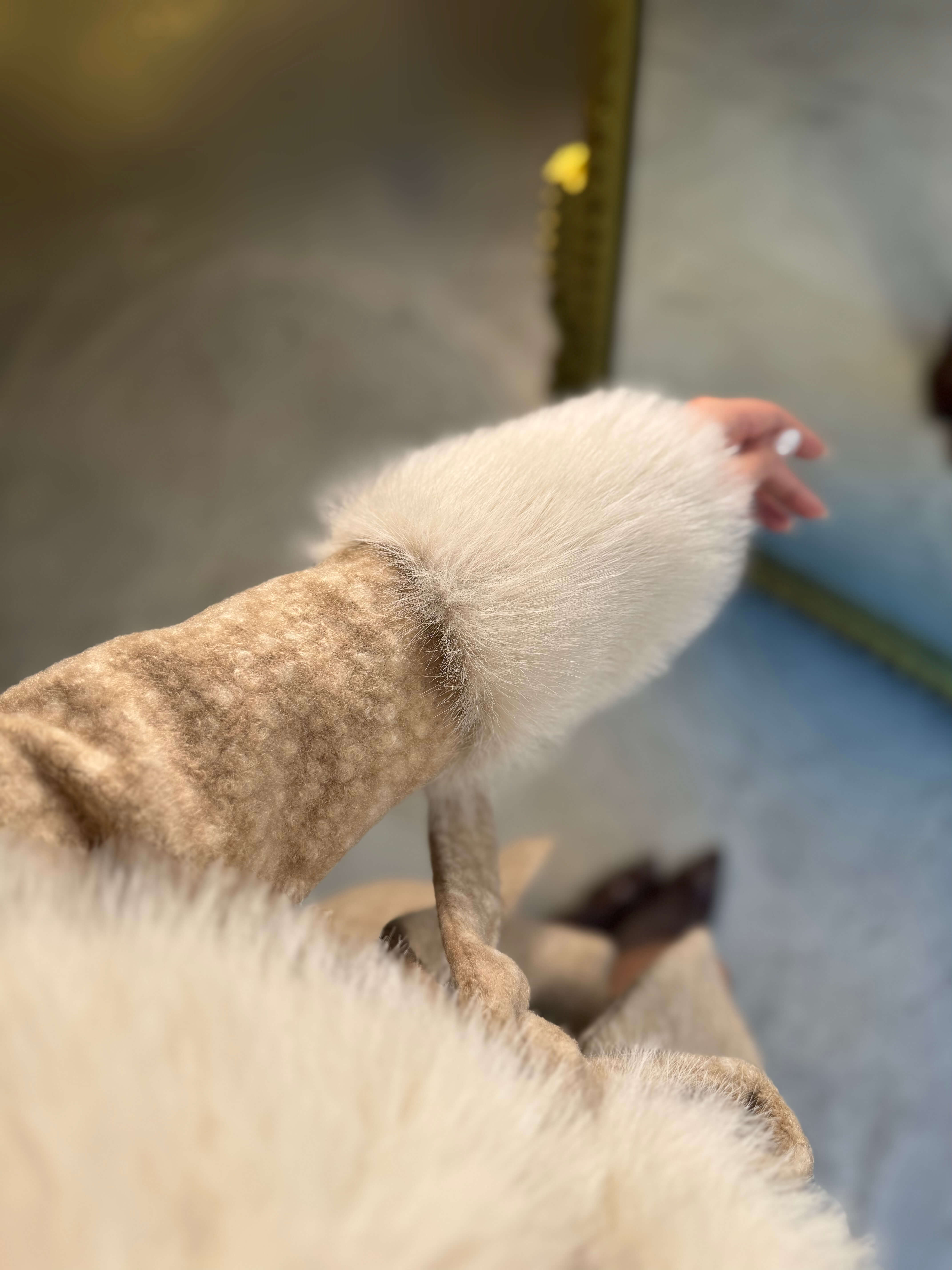 Santer Yaka Ve Kolu Kürklü Kemerli Bukle Kısa Kaban Bej