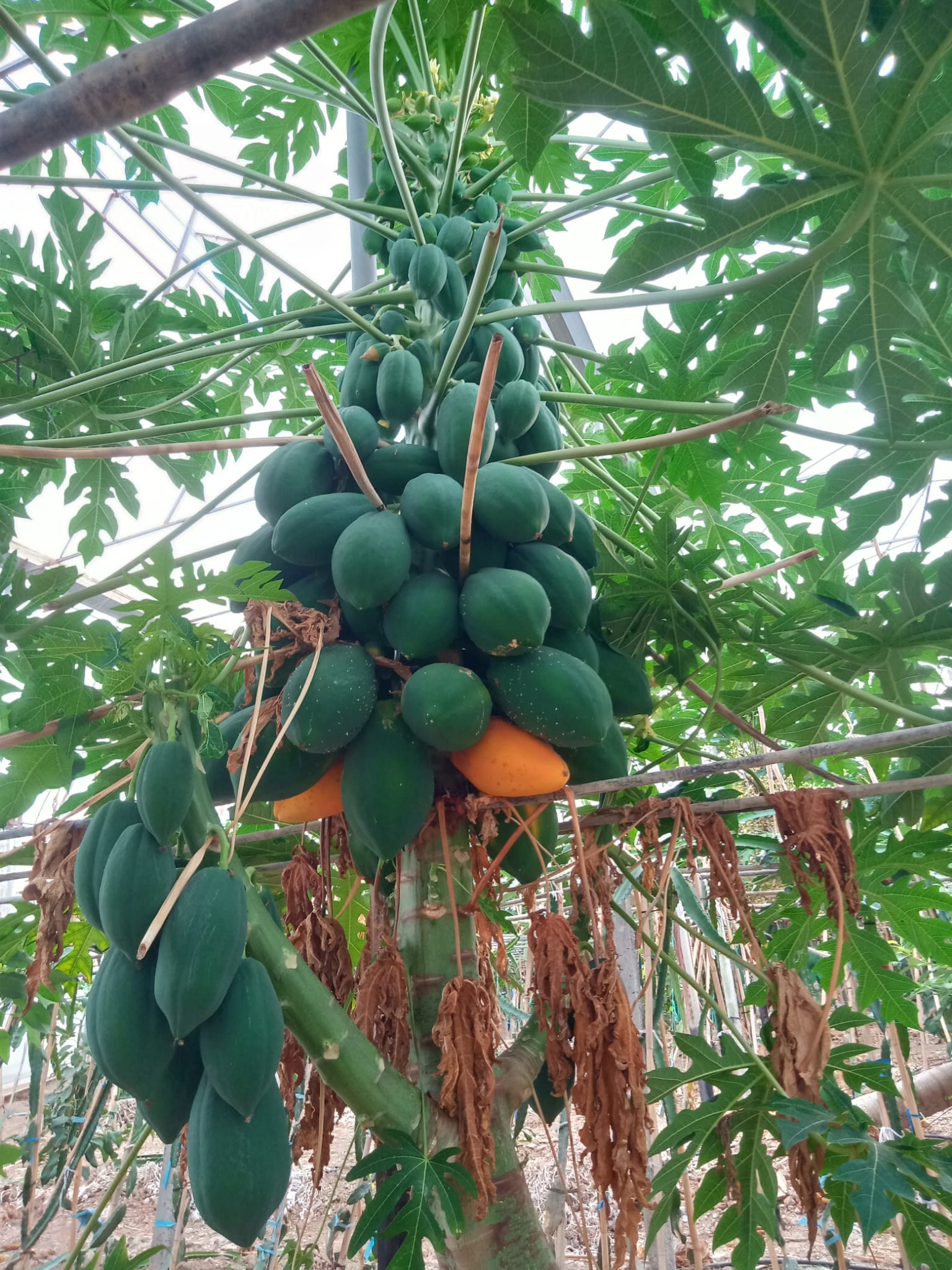 PAPAYA (KG)