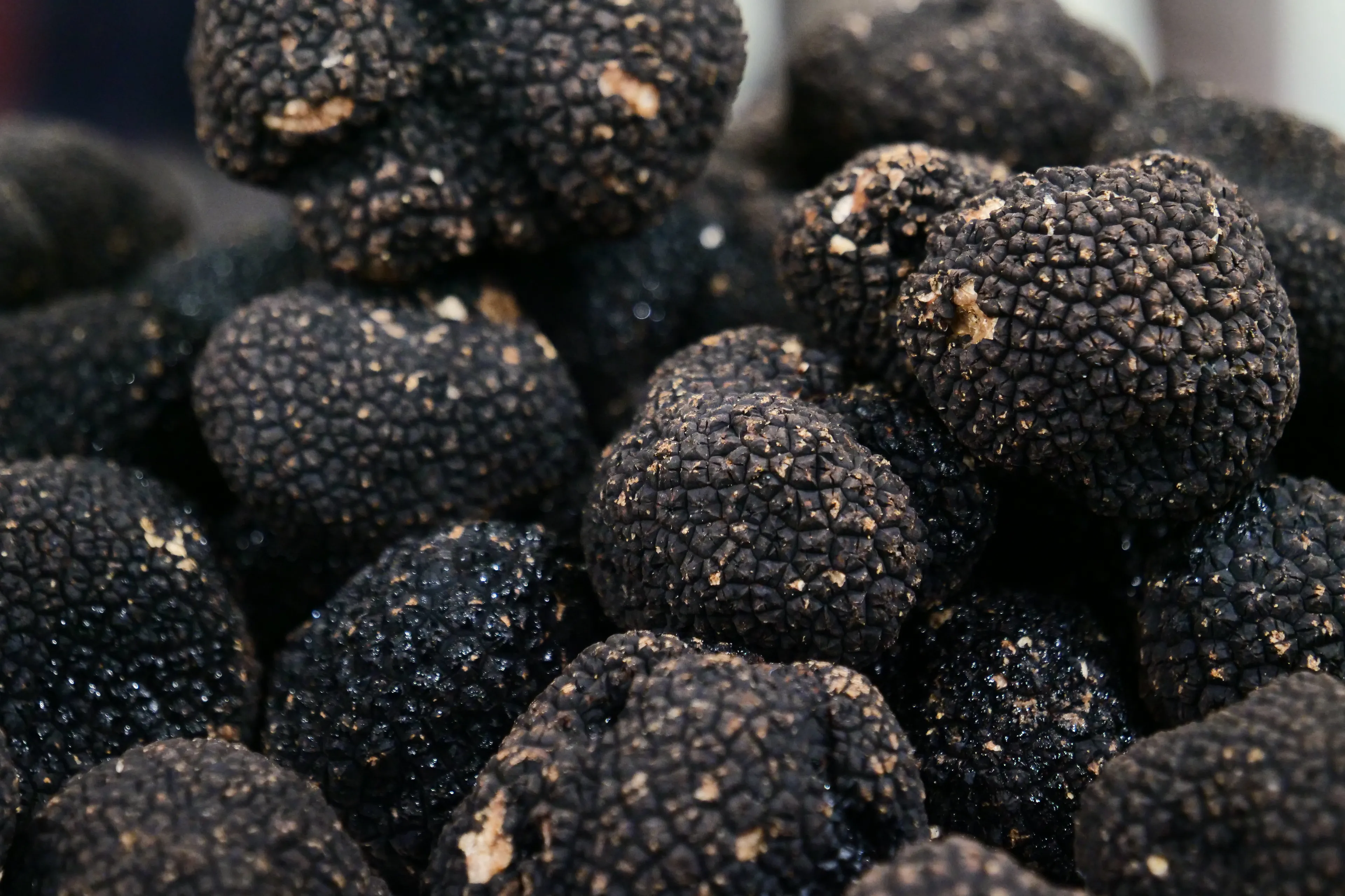 Taze Siyah Trüf Mantarı 