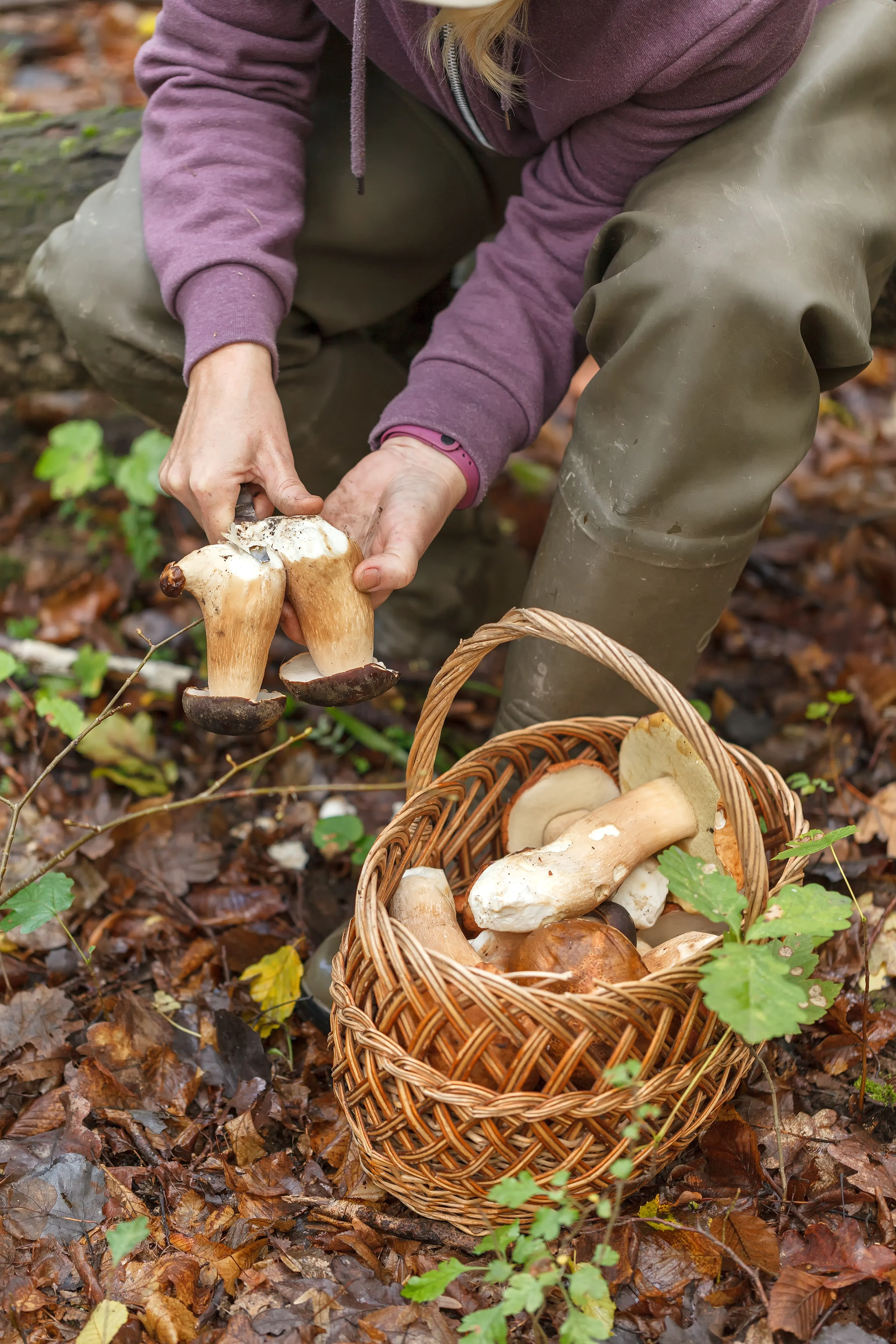 Porçini Mantarı (-18°C Dondurulmuş)